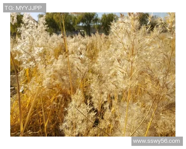 李强畅谈王者荣耀成长历程与职业生涯的点滴回忆与感悟 李强畅谈王者荣耀成长历程与职业生涯的点滴回忆与感悟